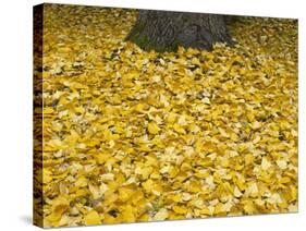 OR, Mount Hood NF. Fall-colored leaves of black cottonwood-John Barger-Stretched Canvas