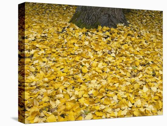 OR, Mount Hood NF. Fall-colored leaves of black cottonwood-John Barger-Stretched Canvas