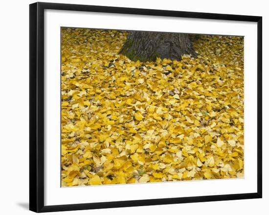 OR, Mount Hood NF. Fall-colored leaves of black cottonwood-John Barger-Framed Photographic Print