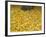 OR, Mount Hood NF. Fall-colored leaves of black cottonwood-John Barger-Framed Photographic Print