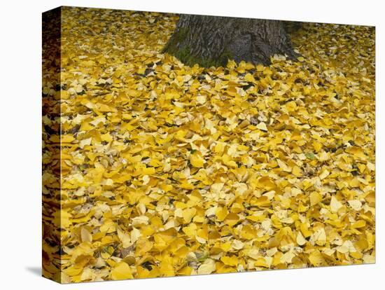 OR, Mount Hood NF. Fall-colored leaves of black cottonwood-John Barger-Stretched Canvas
