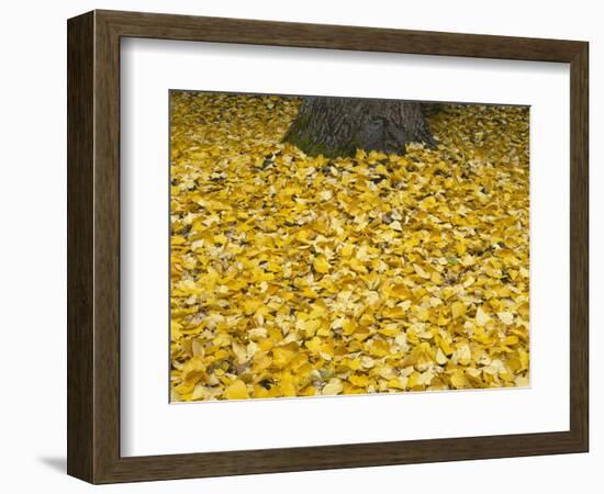 OR, Mount Hood NF. Fall-colored leaves of black cottonwood-John Barger-Framed Photographic Print