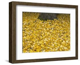 OR, Mount Hood NF. Fall-colored leaves of black cottonwood-John Barger-Framed Photographic Print