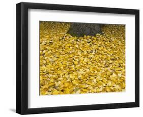 OR, Mount Hood NF. Fall-colored leaves of black cottonwood-John Barger-Framed Photographic Print