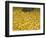 OR, Mount Hood NF. Fall-colored leaves of black cottonwood-John Barger-Framed Photographic Print