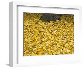 OR, Mount Hood NF. Fall-colored leaves of black cottonwood-John Barger-Framed Photographic Print