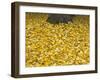 OR, Mount Hood NF. Fall-colored leaves of black cottonwood-John Barger-Framed Photographic Print