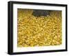 OR, Mount Hood NF. Fall-colored leaves of black cottonwood-John Barger-Framed Photographic Print