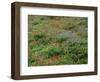 OR, Mount Hood NF. Mount Hood Wilderness, Paintbrush, lupine and heather display-John Barger-Framed Photographic Print