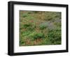 OR, Mount Hood NF. Mount Hood Wilderness, Paintbrush, lupine and heather display-John Barger-Framed Photographic Print