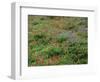 OR, Mount Hood NF. Mount Hood Wilderness, Paintbrush, lupine and heather display-John Barger-Framed Photographic Print