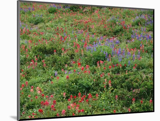 OR, Mount Hood NF. Mount Hood Wilderness, Paintbrush, lupine and heather display-John Barger-Mounted Photographic Print