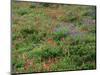 OR, Mount Hood NF. Mount Hood Wilderness, Paintbrush, lupine and heather display-John Barger-Mounted Photographic Print