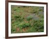 OR, Mount Hood NF. Mount Hood Wilderness, Paintbrush, lupine and heather display-John Barger-Framed Photographic Print
