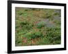 OR, Mount Hood NF. Mount Hood Wilderness, Paintbrush, lupine and heather display-John Barger-Framed Photographic Print