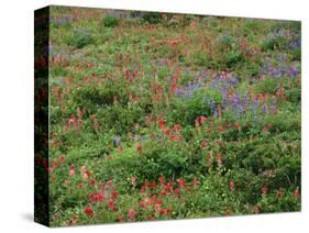 OR, Mount Hood NF. Mount Hood Wilderness, Paintbrush, lupine and heather display-John Barger-Stretched Canvas