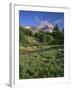 OR, Mount Hood NF. Mount Hood Wilderness, Summer meadow of lupine blooms-John Barger-Framed Photographic Print