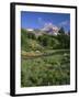 OR, Mount Hood NF. Mount Hood Wilderness, Summer meadow of lupine blooms-John Barger-Framed Photographic Print