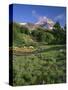 OR, Mount Hood NF. Mount Hood Wilderness, Summer meadow of lupine blooms-John Barger-Stretched Canvas