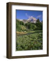 OR, Mount Hood NF. Mount Hood Wilderness, Summer meadow of lupine blooms-John Barger-Framed Photographic Print