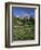 OR, Mount Hood NF. Mount Hood Wilderness, Summer meadow of lupine blooms-John Barger-Framed Photographic Print