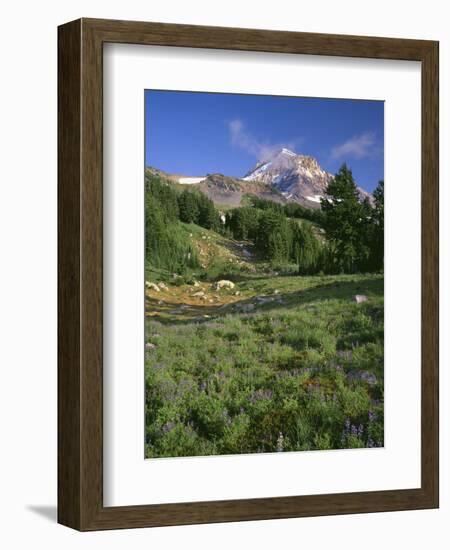 OR, Mount Hood NF. Mount Hood Wilderness, Summer meadow of lupine blooms-John Barger-Framed Photographic Print