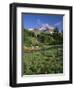 OR, Mount Hood NF. Mount Hood Wilderness, Summer meadow of lupine blooms-John Barger-Framed Photographic Print