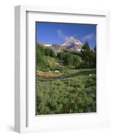 OR, Mount Hood NF. Mount Hood Wilderness, Summer meadow of lupine blooms-John Barger-Framed Photographic Print