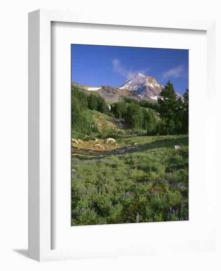 OR, Mount Hood NF. Mount Hood Wilderness, Summer meadow of lupine blooms-John Barger-Framed Photographic Print