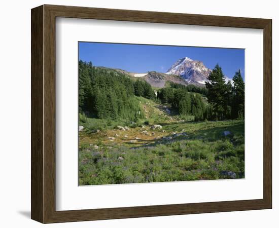 OR, Mount Hood NF. Mount Hood Wilderness, Summer meadow of lupine blooms-John Barger-Framed Photographic Print