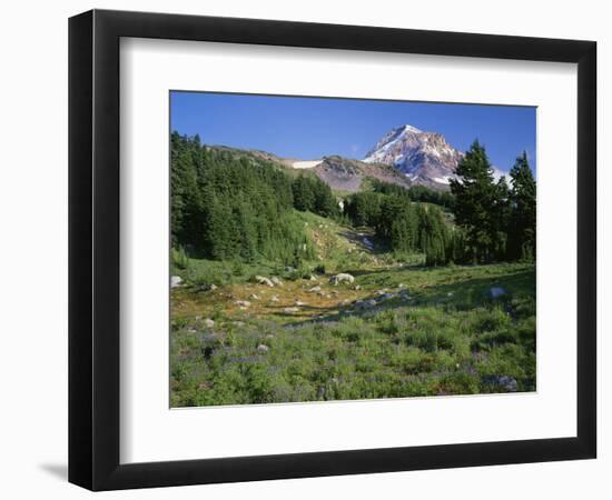 OR, Mount Hood NF. Mount Hood Wilderness, Summer meadow of lupine blooms-John Barger-Framed Photographic Print