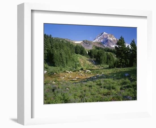 OR, Mount Hood NF. Mount Hood Wilderness, Summer meadow of lupine blooms-John Barger-Framed Photographic Print