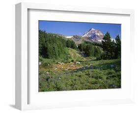 OR, Mount Hood NF. Mount Hood Wilderness, Summer meadow of lupine blooms-John Barger-Framed Photographic Print