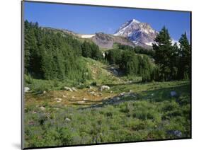 OR, Mount Hood NF. Mount Hood Wilderness, Summer meadow of lupine blooms-John Barger-Mounted Photographic Print
