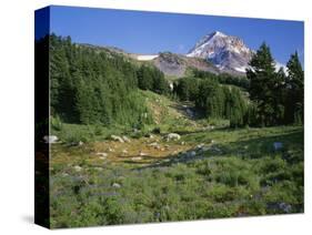 OR, Mount Hood NF. Mount Hood Wilderness, Summer meadow of lupine blooms-John Barger-Stretched Canvas