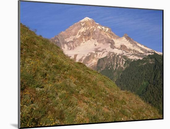 OR, Mount Hood NF. Mount Hood Wilderness, West side of Mount Hood and summer wildflowers-John Barger-Mounted Photographic Print