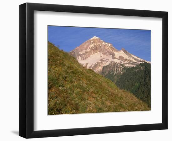 OR, Mount Hood NF. Mount Hood Wilderness, West side of Mount Hood and summer wildflowers-John Barger-Framed Photographic Print