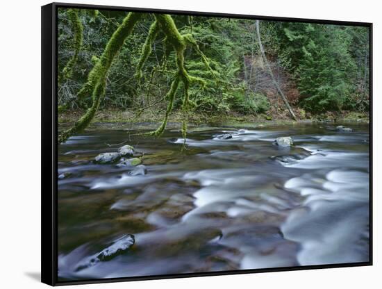 OR, Mount Hood NF. Salmon-Huckleberry Wilderness, Salmon River-John Barger-Framed Stretched Canvas
