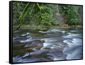 OR, Mount Hood NF. Salmon-Huckleberry Wilderness, Salmon River-John Barger-Framed Stretched Canvas