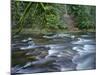 OR, Mount Hood NF. Salmon-Huckleberry Wilderness, Salmon River-John Barger-Mounted Photographic Print