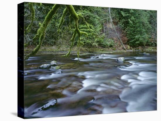 OR, Mount Hood NF. Salmon-Huckleberry Wilderness, Salmon River-John Barger-Stretched Canvas