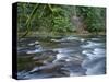 OR, Mount Hood NF. Salmon-Huckleberry Wilderness, Salmon River-John Barger-Stretched Canvas