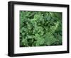 OR, Mount Hood NF. Skunk cabbage and bracken fern grow-John Barger-Framed Photographic Print