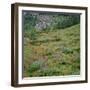 OR, Mount Hood Wilderness, Mount Hood NF, Paintbrush and lupine bloom-John Barger-Framed Photographic Print