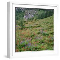 OR, Mount Hood Wilderness, Mount Hood NF, Paintbrush and lupine bloom-John Barger-Framed Photographic Print