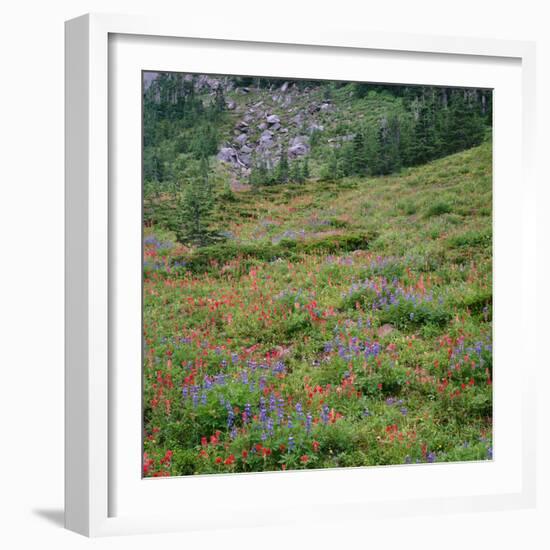 OR, Mount Hood Wilderness, Mount Hood NF, Paintbrush and lupine bloom-John Barger-Framed Photographic Print