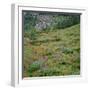 OR, Mount Hood Wilderness, Mount Hood NF, Paintbrush and lupine bloom-John Barger-Framed Photographic Print