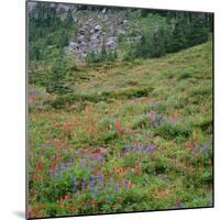 OR, Mount Hood Wilderness, Mount Hood NF, Paintbrush and lupine bloom-John Barger-Mounted Photographic Print