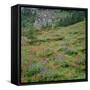 OR, Mount Hood Wilderness, Mount Hood NF, Paintbrush and lupine bloom-John Barger-Framed Stretched Canvas