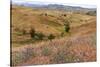 OR, Redmond, Bend, Mitchell. Series of low clay hills striped in colorful bands of minerals-Emily Wilson-Stretched Canvas